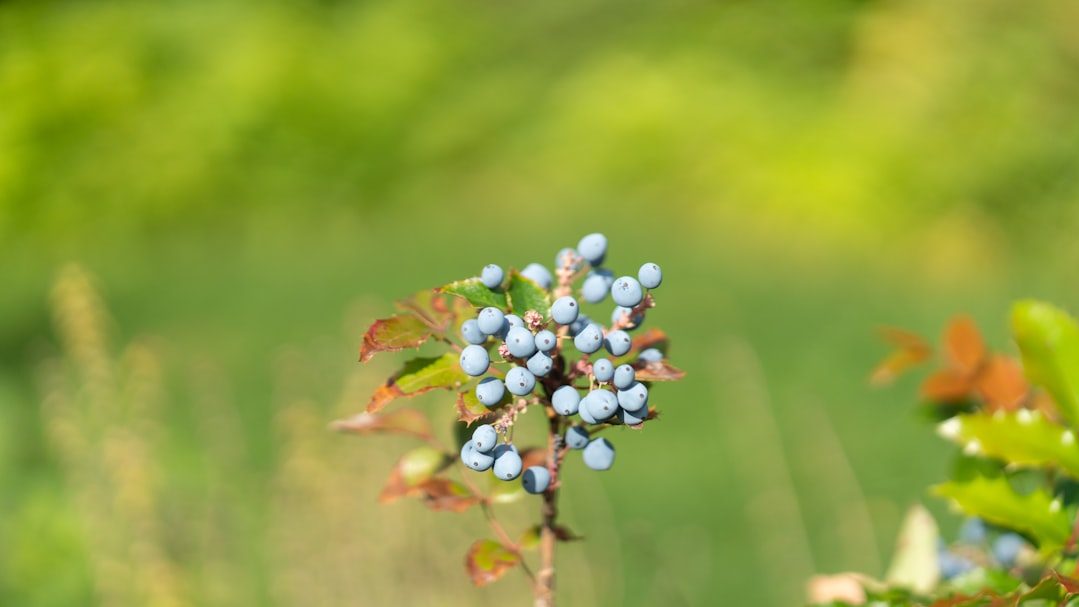 蓝莓种植亩产量波动大，投入风险需理性评估