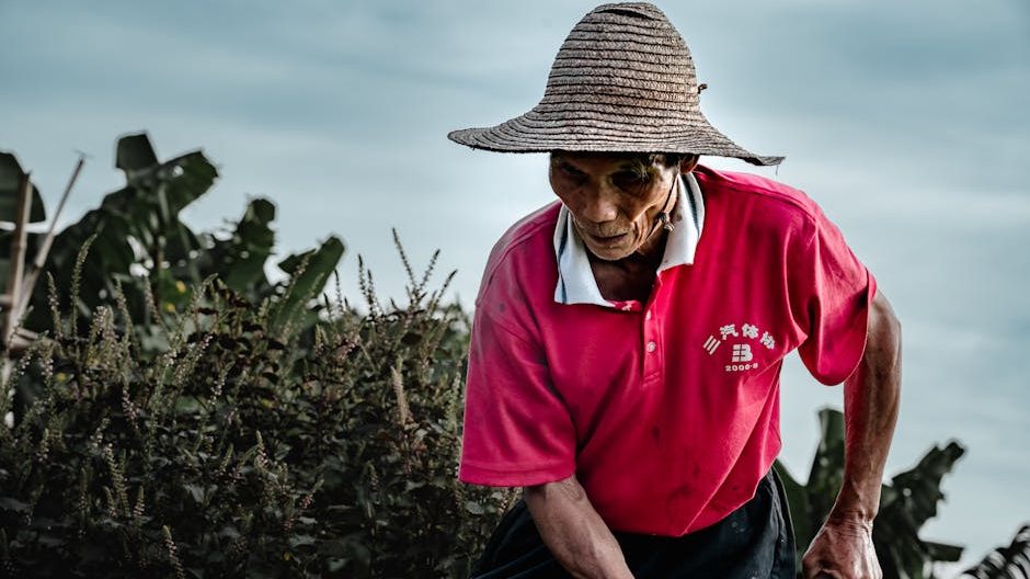 蓝莓种植一亩成本多少合适风险：理性投入与可持续盈利的...