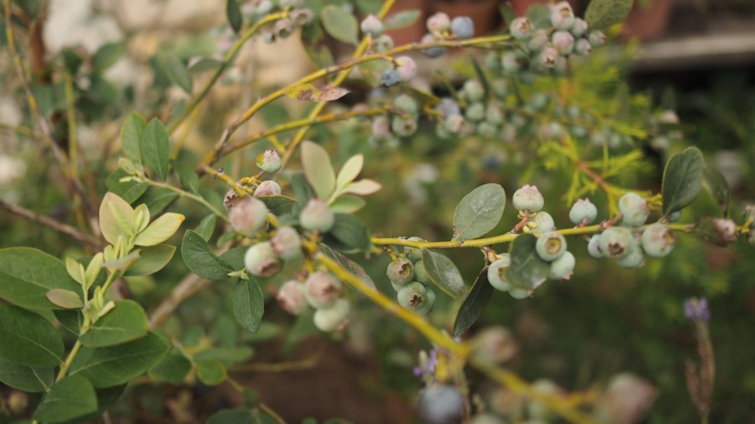 蓝莓种植每亩投资成本深度调查：从丹东到全国的真实账本
