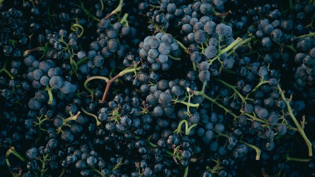 蓝莓园转让潮背后：产业调整期的投资逻辑与风险警示