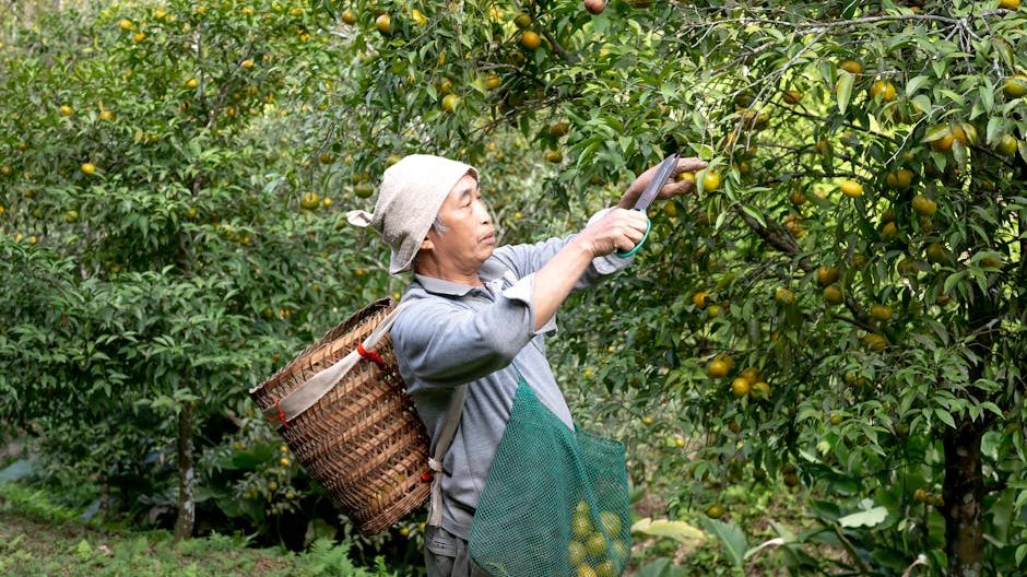 五万块农村创业：果酒赛道的机会与风险透视