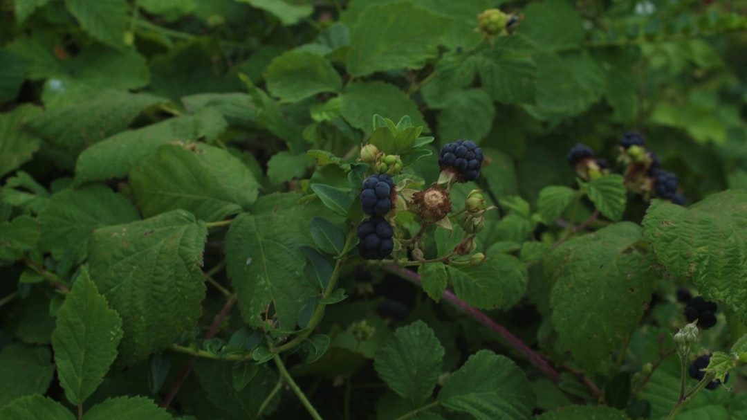 蓝莓种植亩产效益与关键管理要点解析