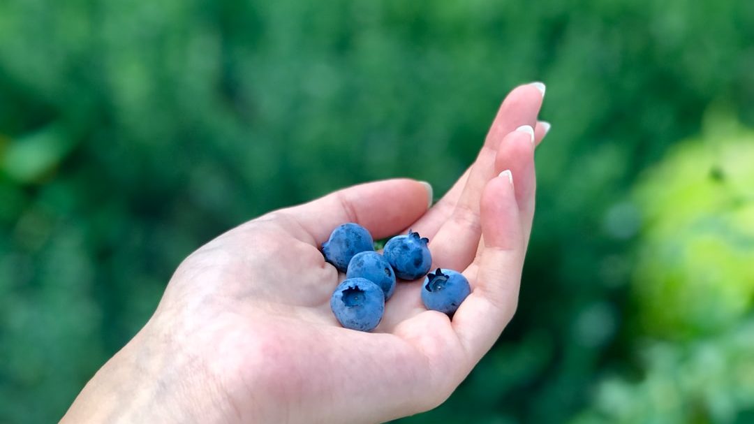 蓝莓园：从“网红水果”到产业链重构的冷静审视