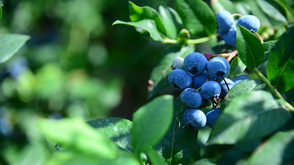 蓝莓种植一亩成本多少？条件与投资回报深度解析