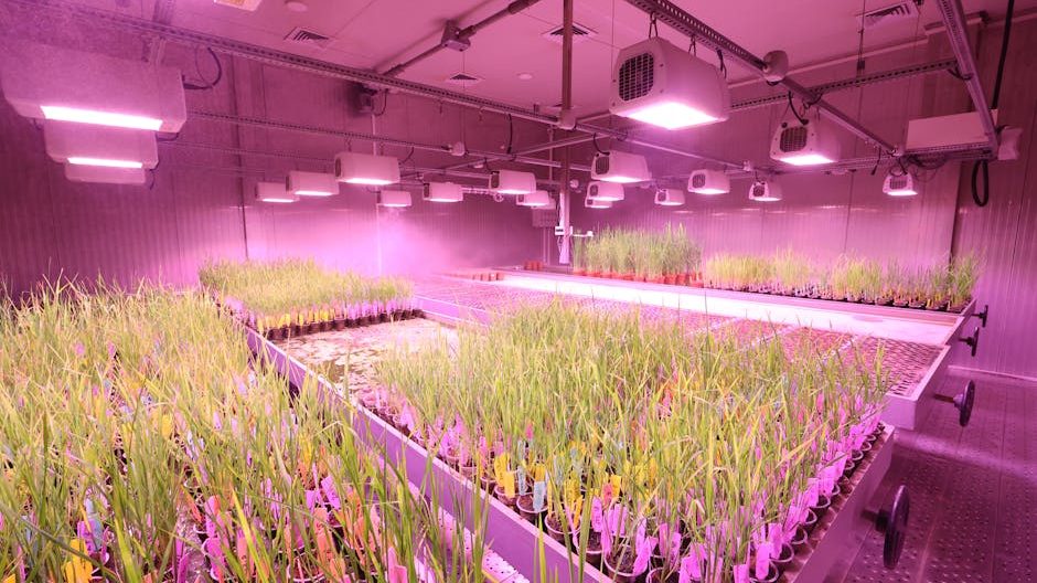 蓝莓常见病虫害防治方案：基于贵州麻江县的实践与决策分析