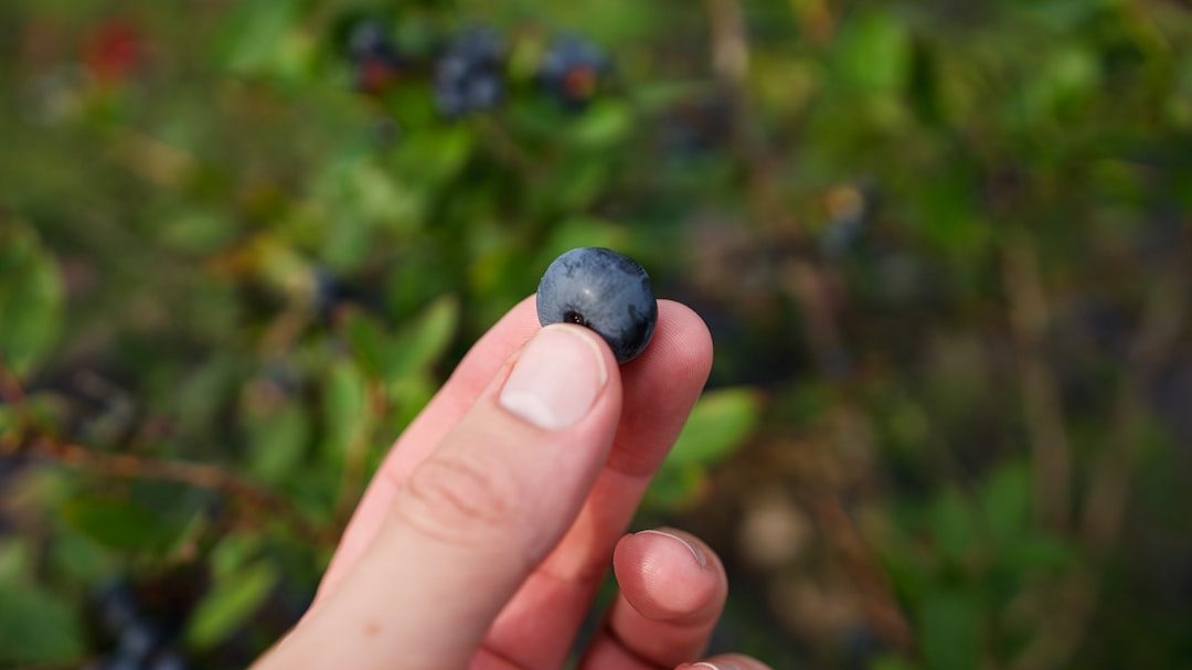 蓝莓种植一亩利润多少回报