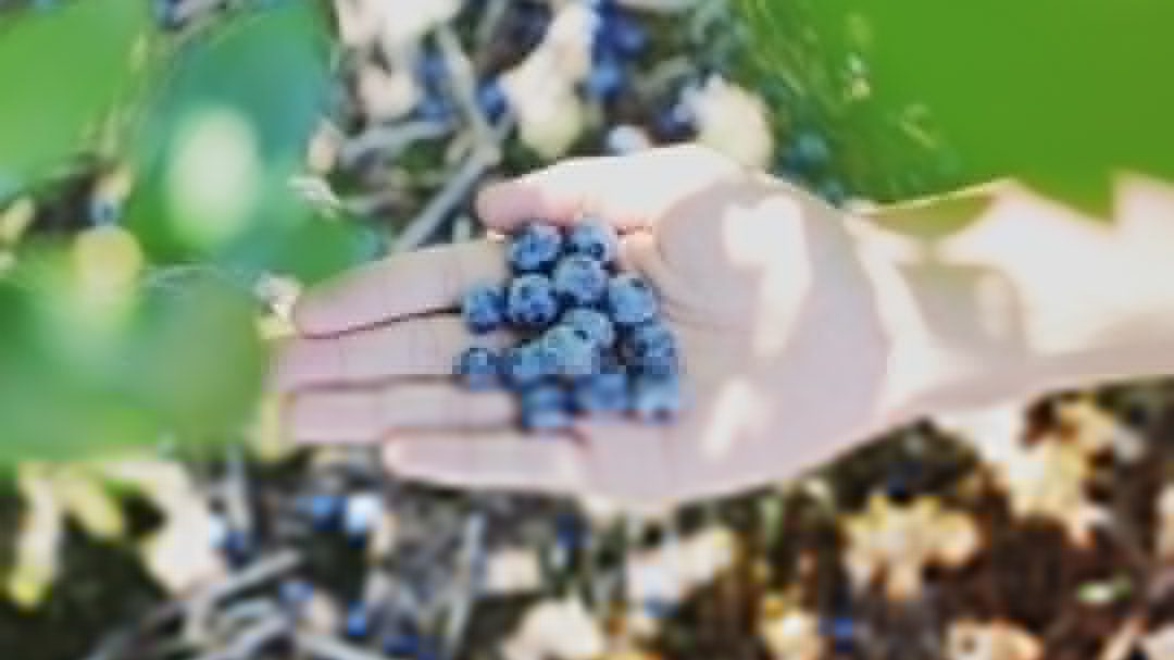 蓝莓有机种植认证：从田间到市场的价值跃迁路径