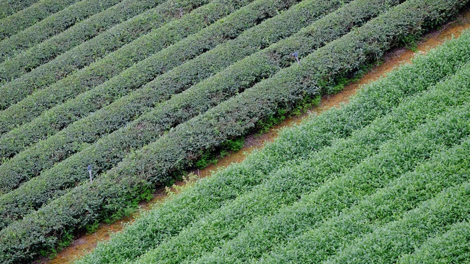 蓝莓种植亩产与投入：成都平原的实践样本解析